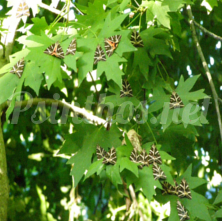 Χιλιάδες και φέτος οι πεταλούδες Panaxia Quadripunctaria στη μικρή κοιλάδα της Ψίνθου (διαδρομή Βρύση-Φασούλι)