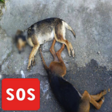 Καταγγελία: 25 ζώα νεκρά στις περιοχές : ΚΑΛΥΘΙΕΣ ΔΡΟΜΟΣ ΓΙΑ ΨΙΝΘΟ - ΛΟΥΚΑ - ΚΑΚΑΡΙ - ΤΡΑΟΥΝΟΥ.