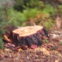 Ανακοίνωση για την κοπή ξύλων από τα καμένα των Απολλώνων