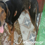Ντροπιαστική είδηση στο adespoto.gr για κακοποίηση σκύλου στη Ψίνθο